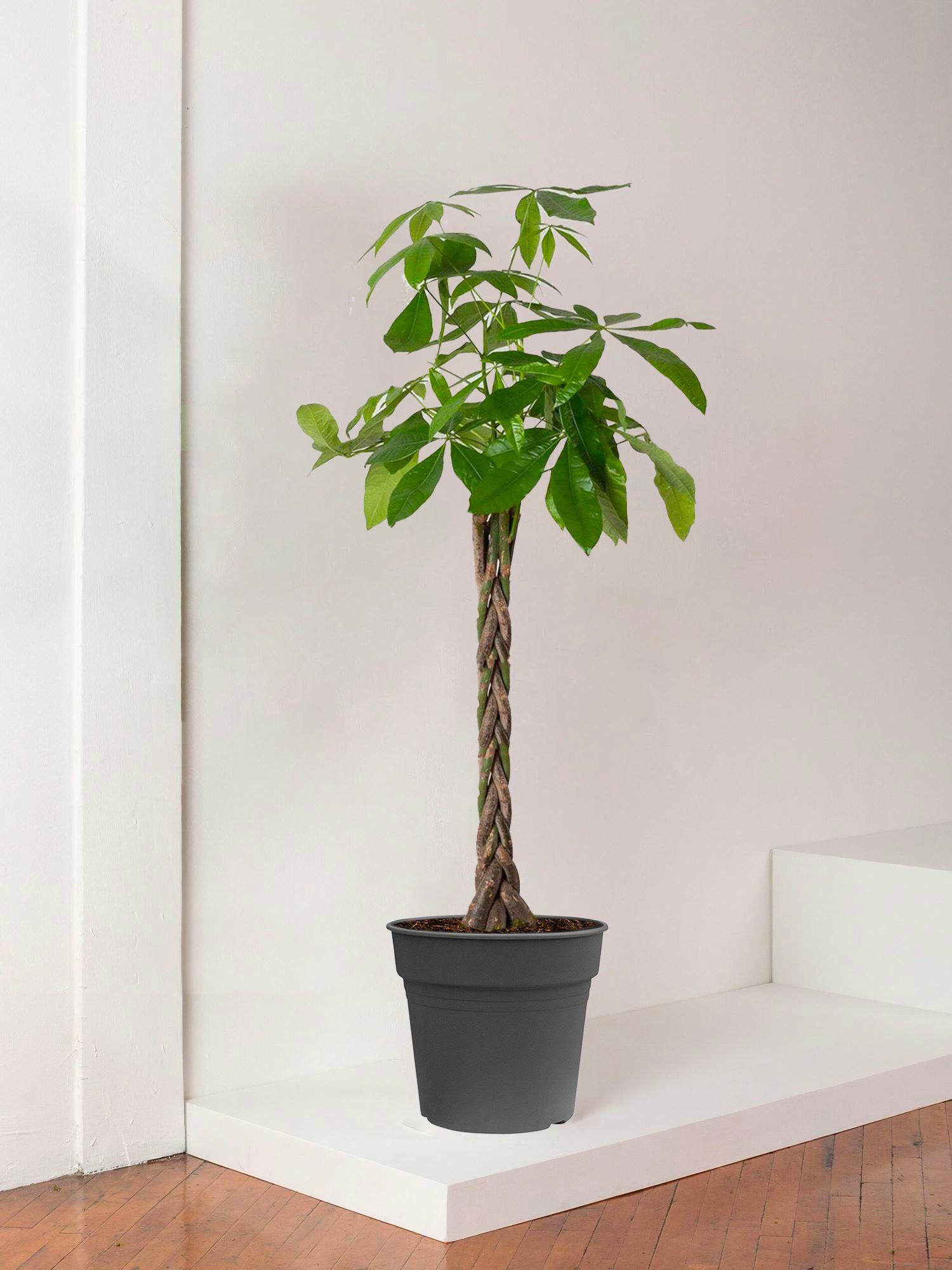 Pachira Aquatica - Pot Horticole - L 38cm H32cm 