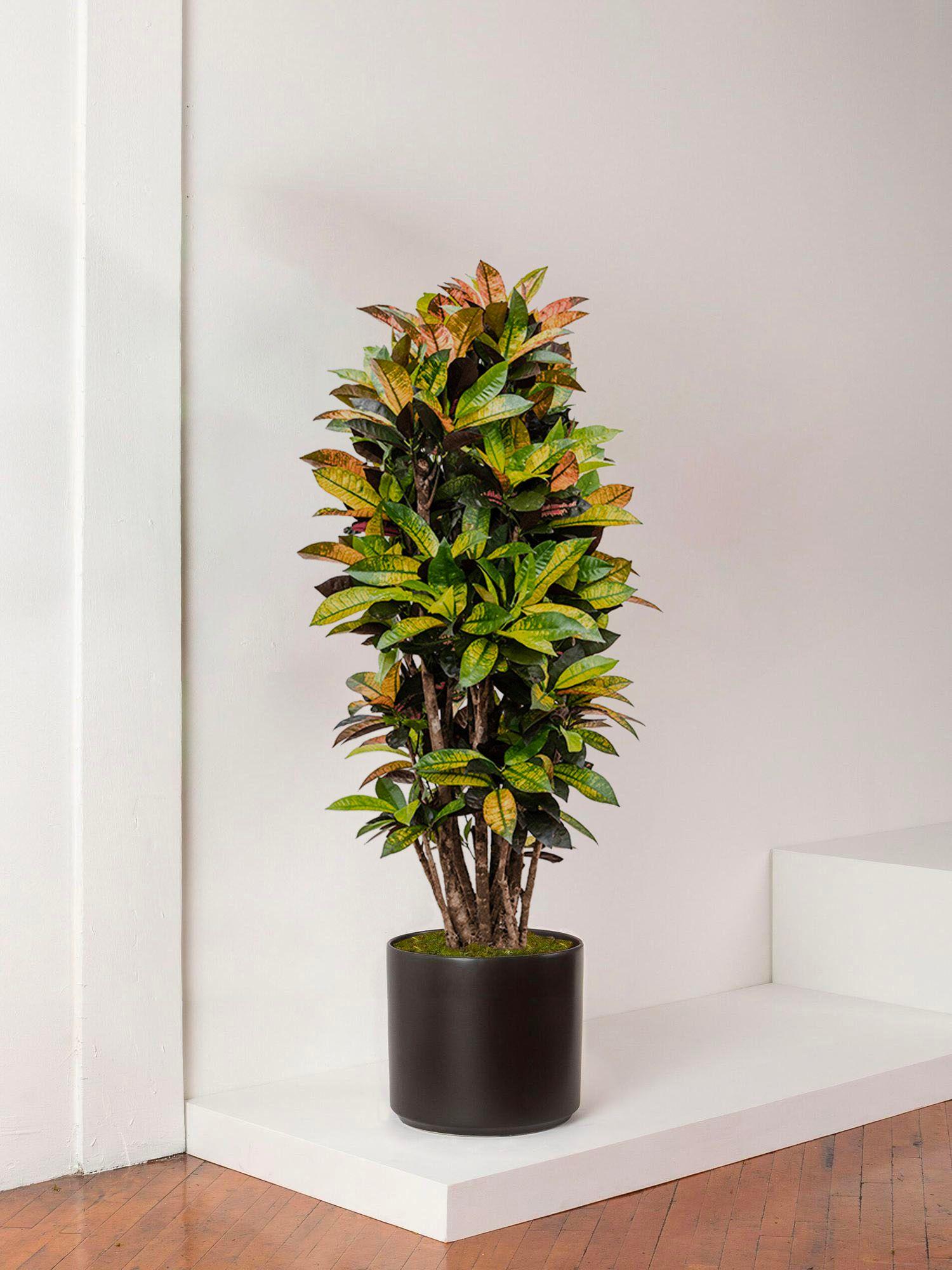 Croton Miss Iceton