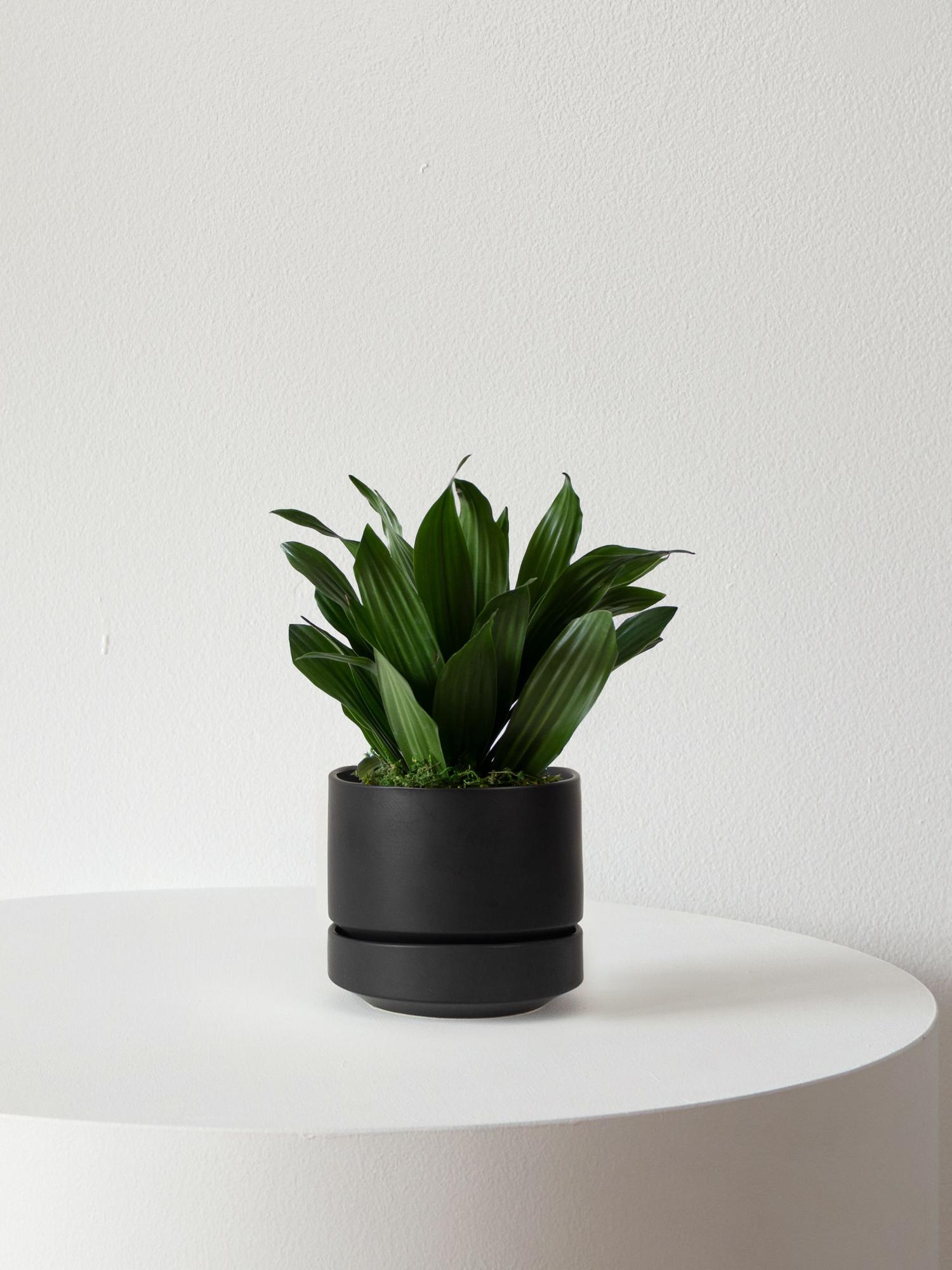 Dracaena Compacta - Black Scandinavian Ceramic 