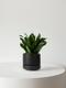 Dracaena Compacta