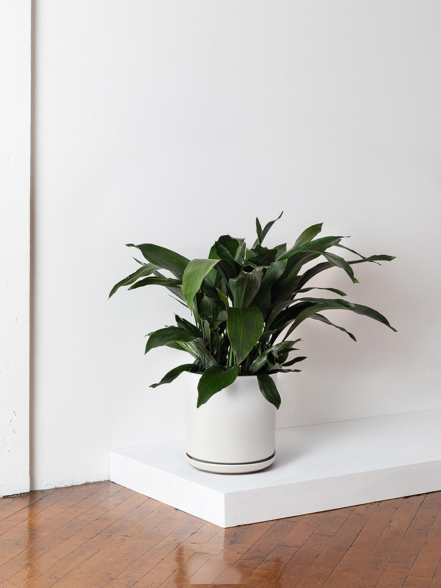 Cast Iron Plant