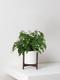 Maidenhair Fern