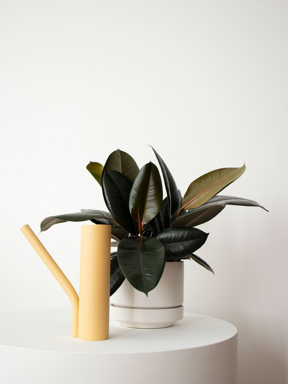 Scandinavian Watering Can - Grab