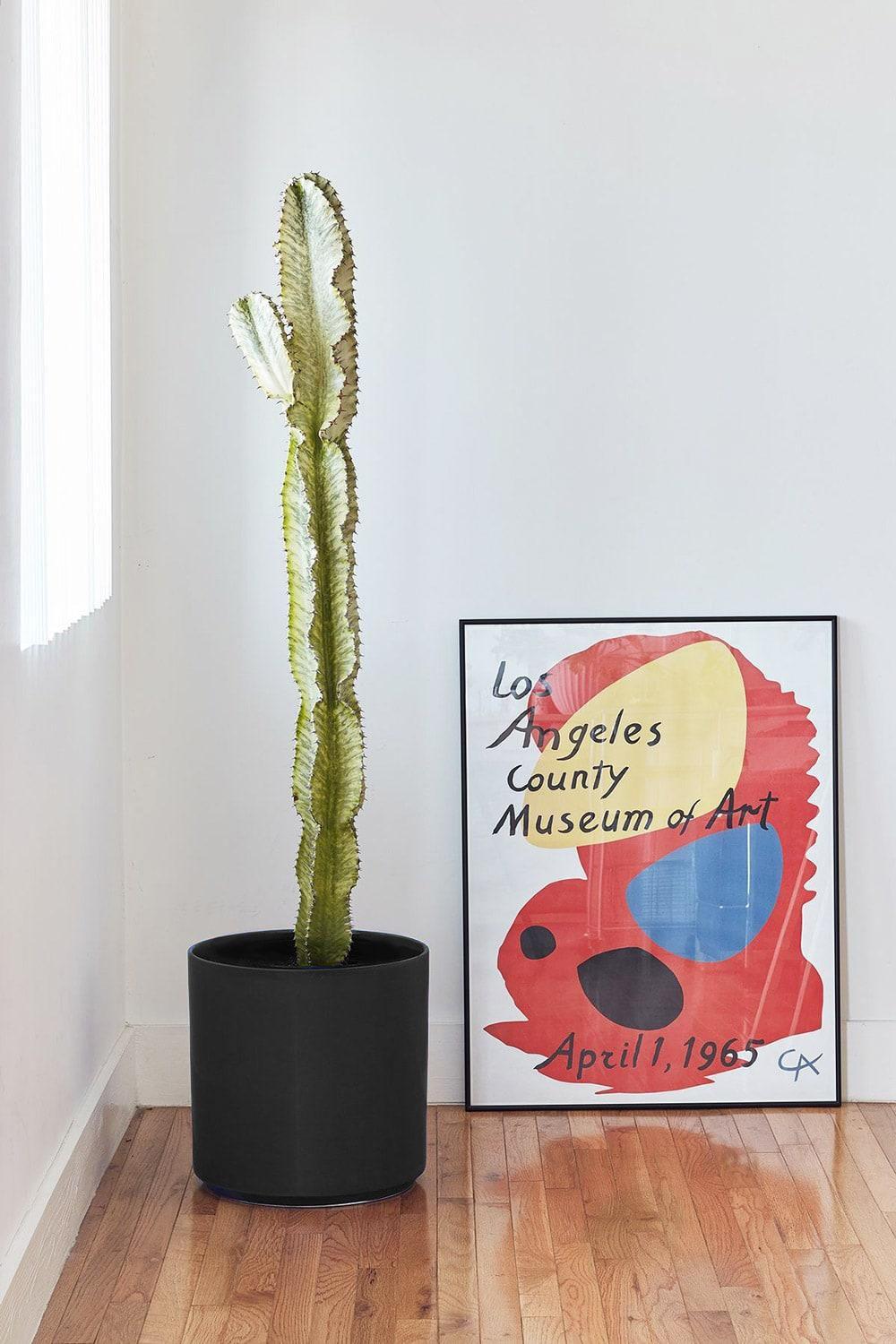 Desert Cactus