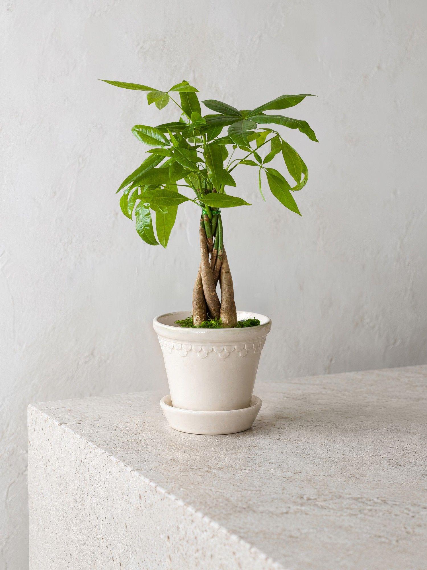 Braided Money Tree