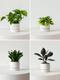 Easy Accents Plant Package
