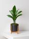Aspidistra Elatior