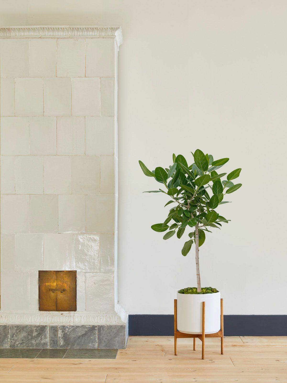 Arbre Ficus Audrey