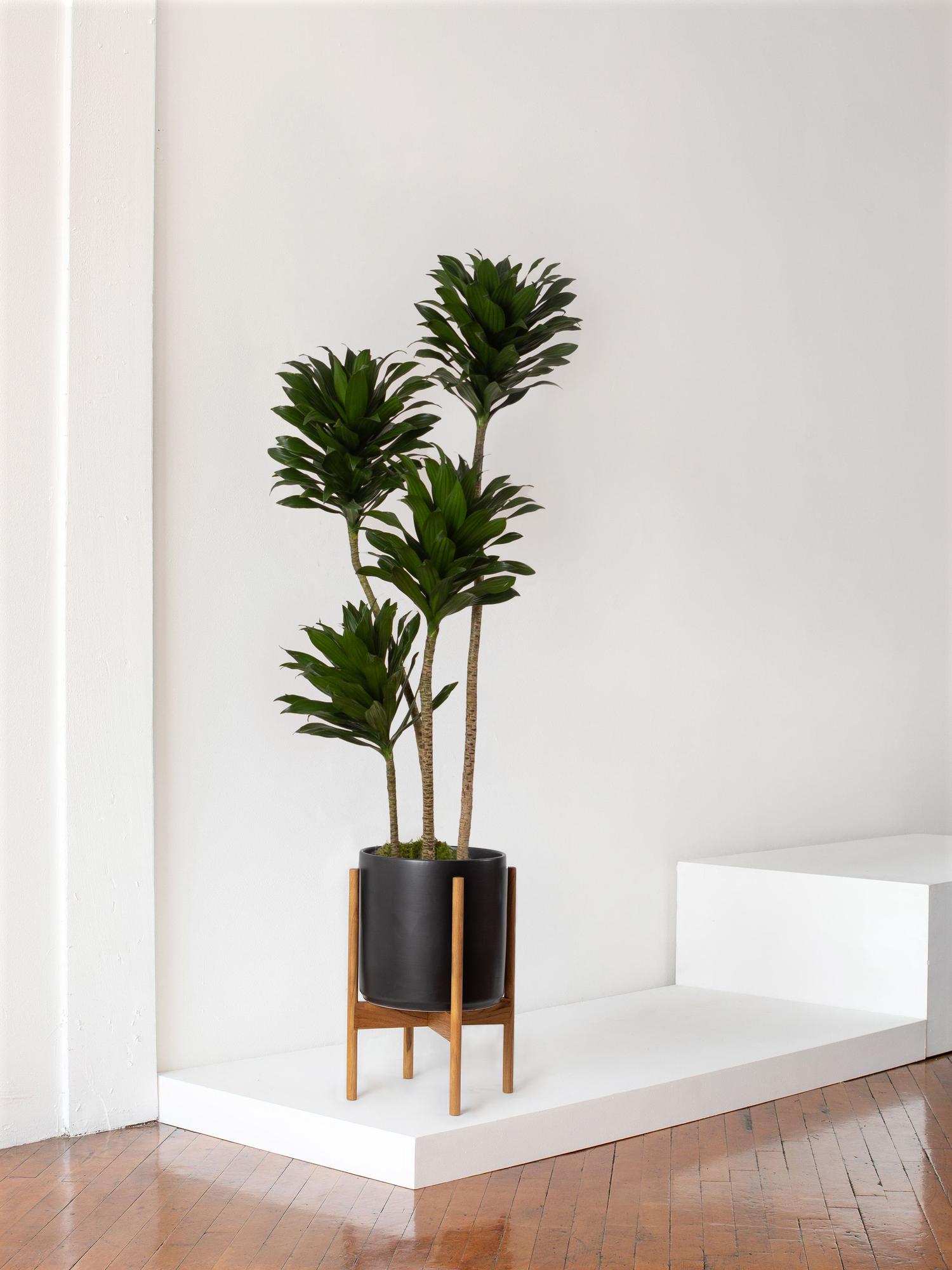 Dracaena Compacta - Black Mid-Century Ceramic & Light Wood Stand 