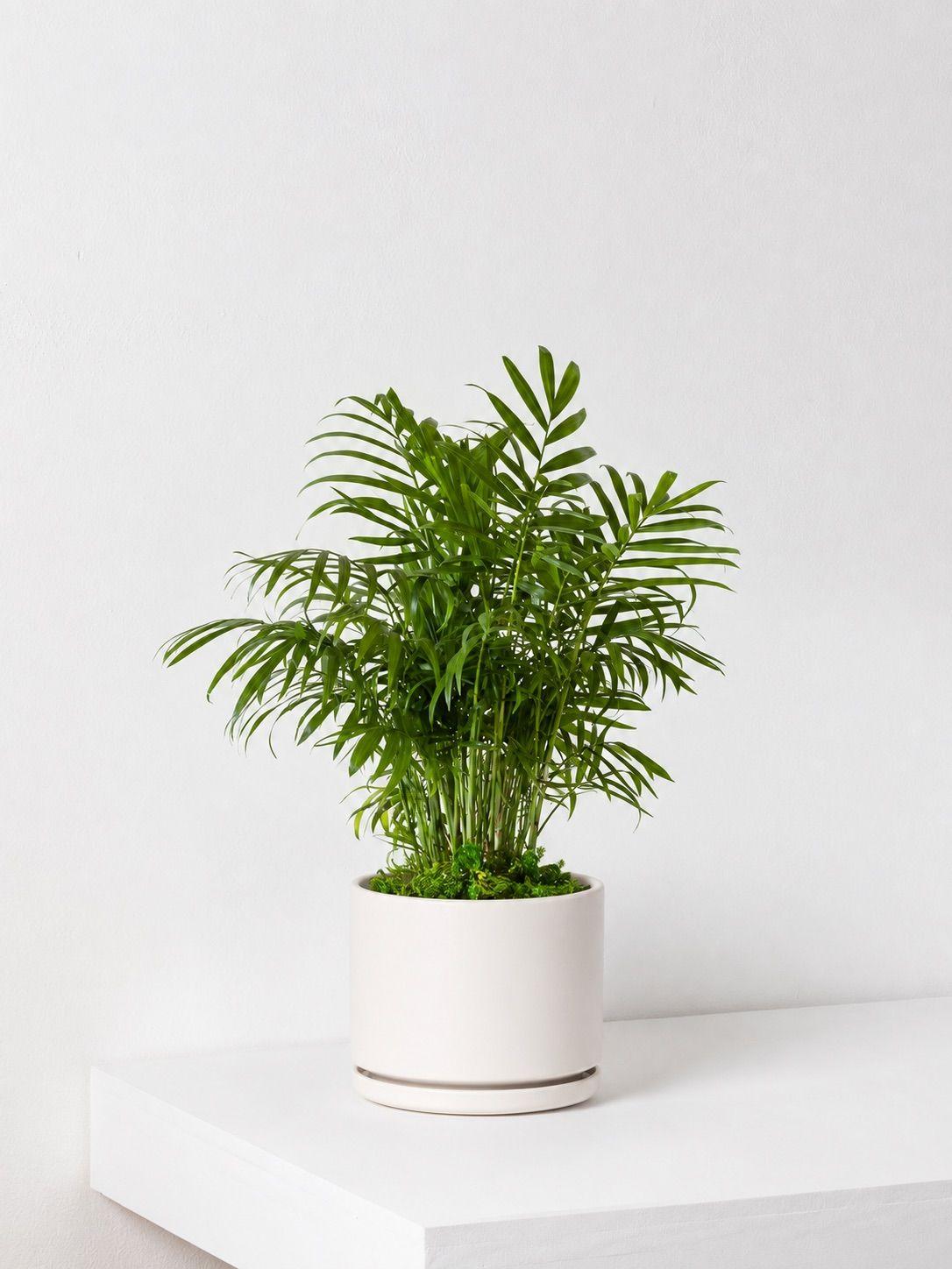 Parlor Palm - White Foundation Ceramic
