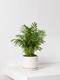 Parlor Palm