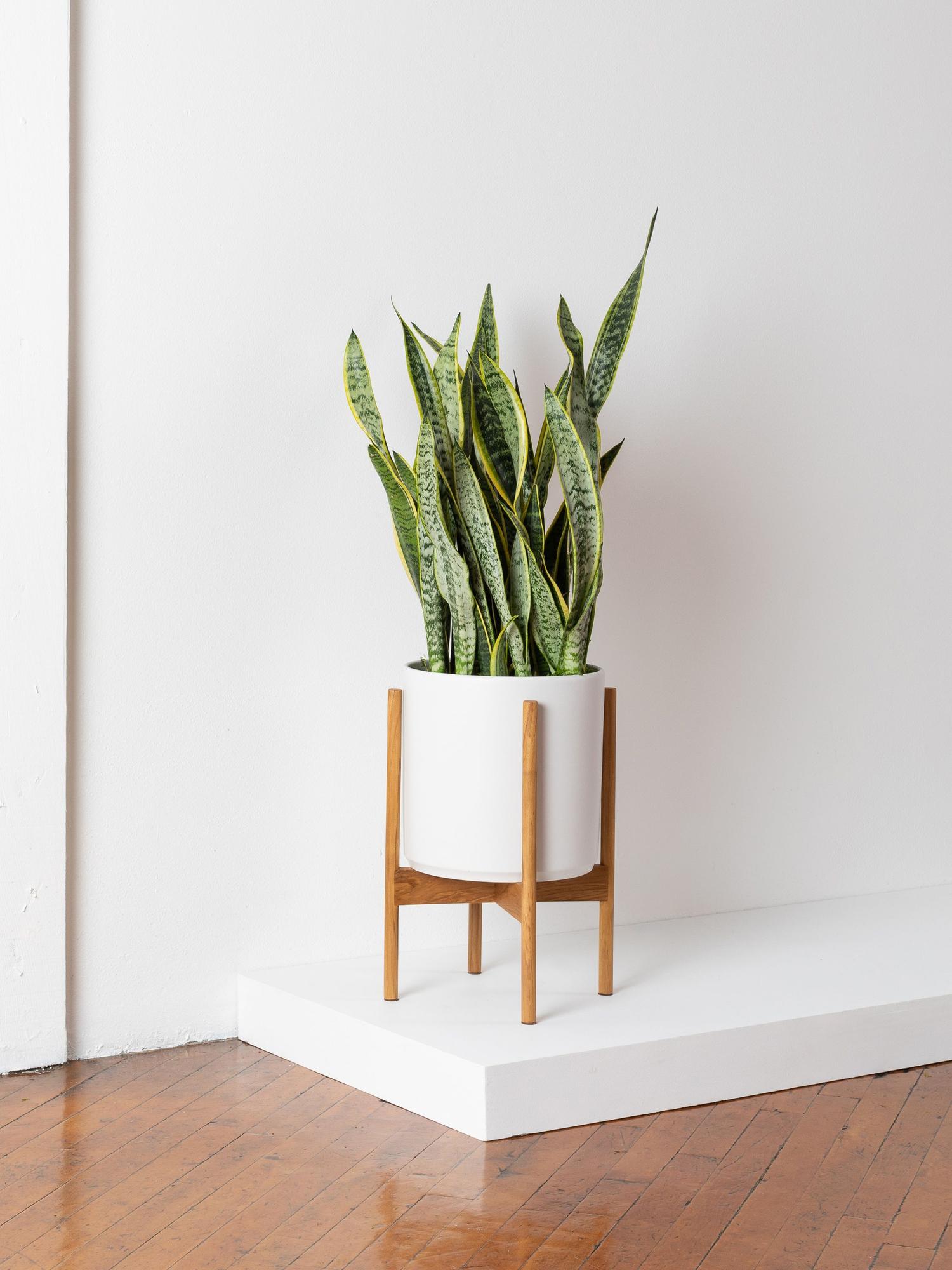 L Easy Care Plant Bundle Large (Three Sets in One) + Mid-Century