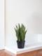 Sansevieria Laurentii