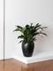 Cast Iron Plant