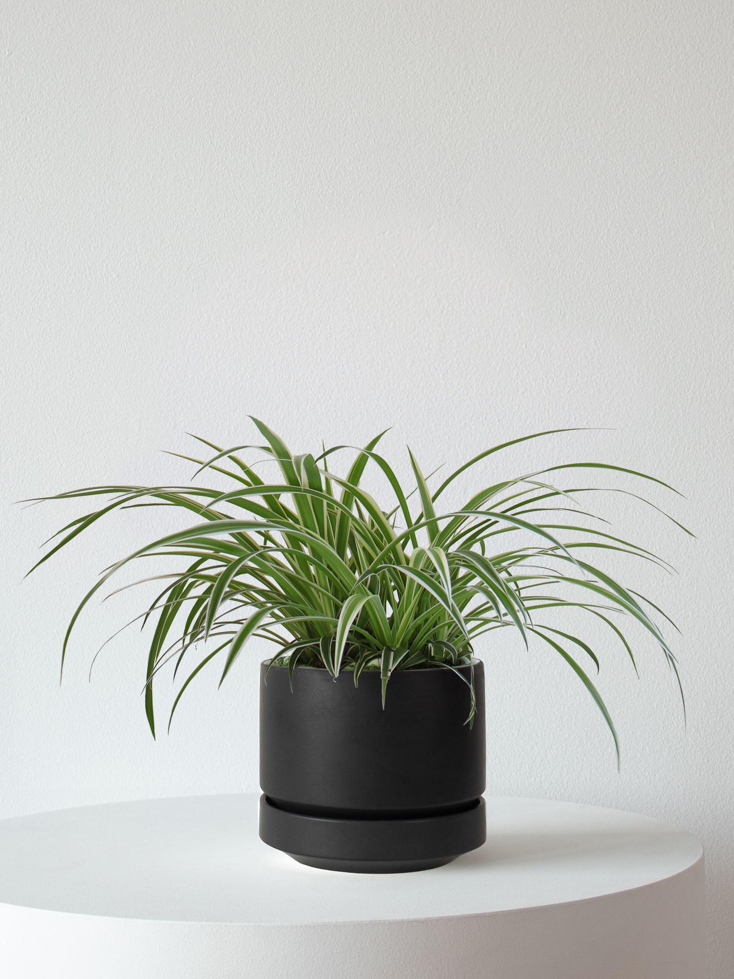 Spider Plant
