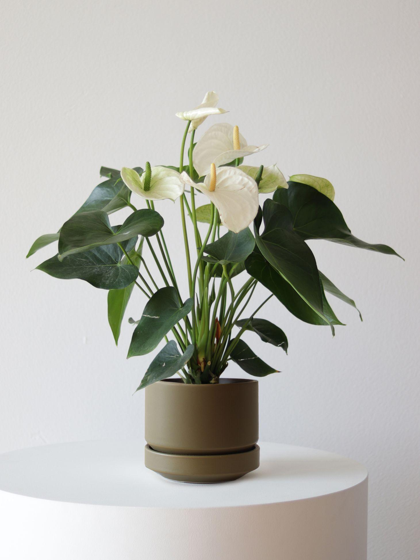 Anthurium - Queen of Spades