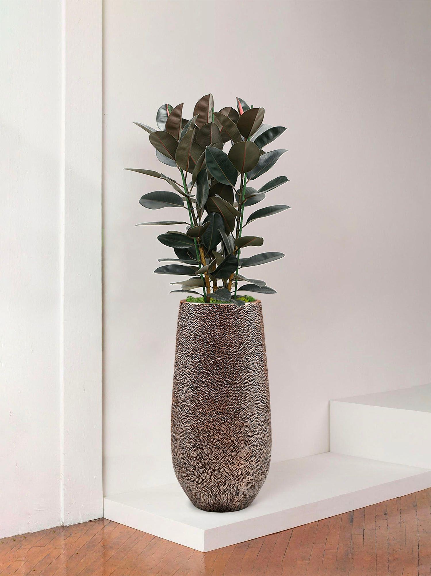 Rubber Tree Abidjan