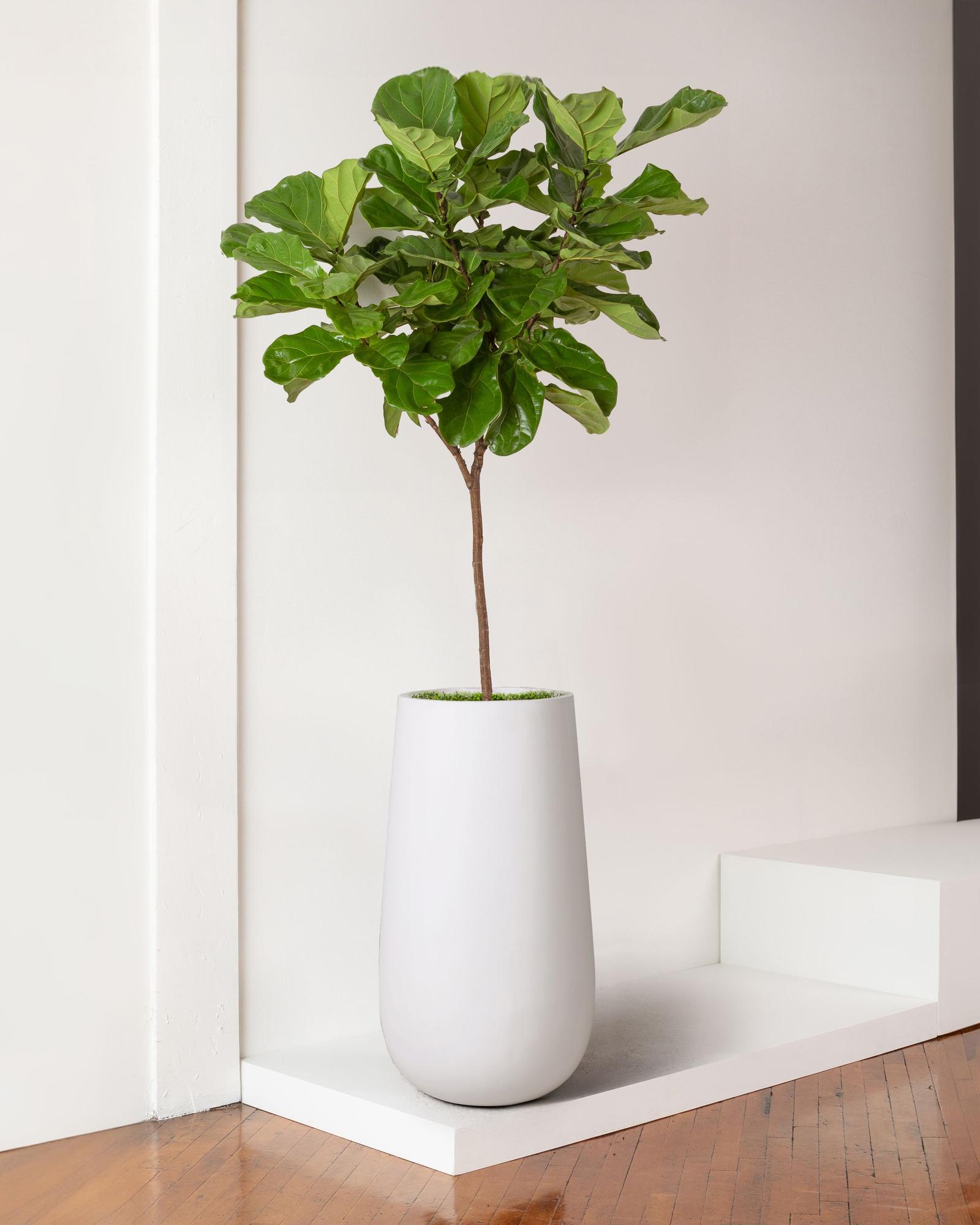Fiddle Leaf Fig Tree
