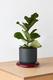 Fiddle Leaf Fig Plant