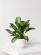 Silver Evergreen
