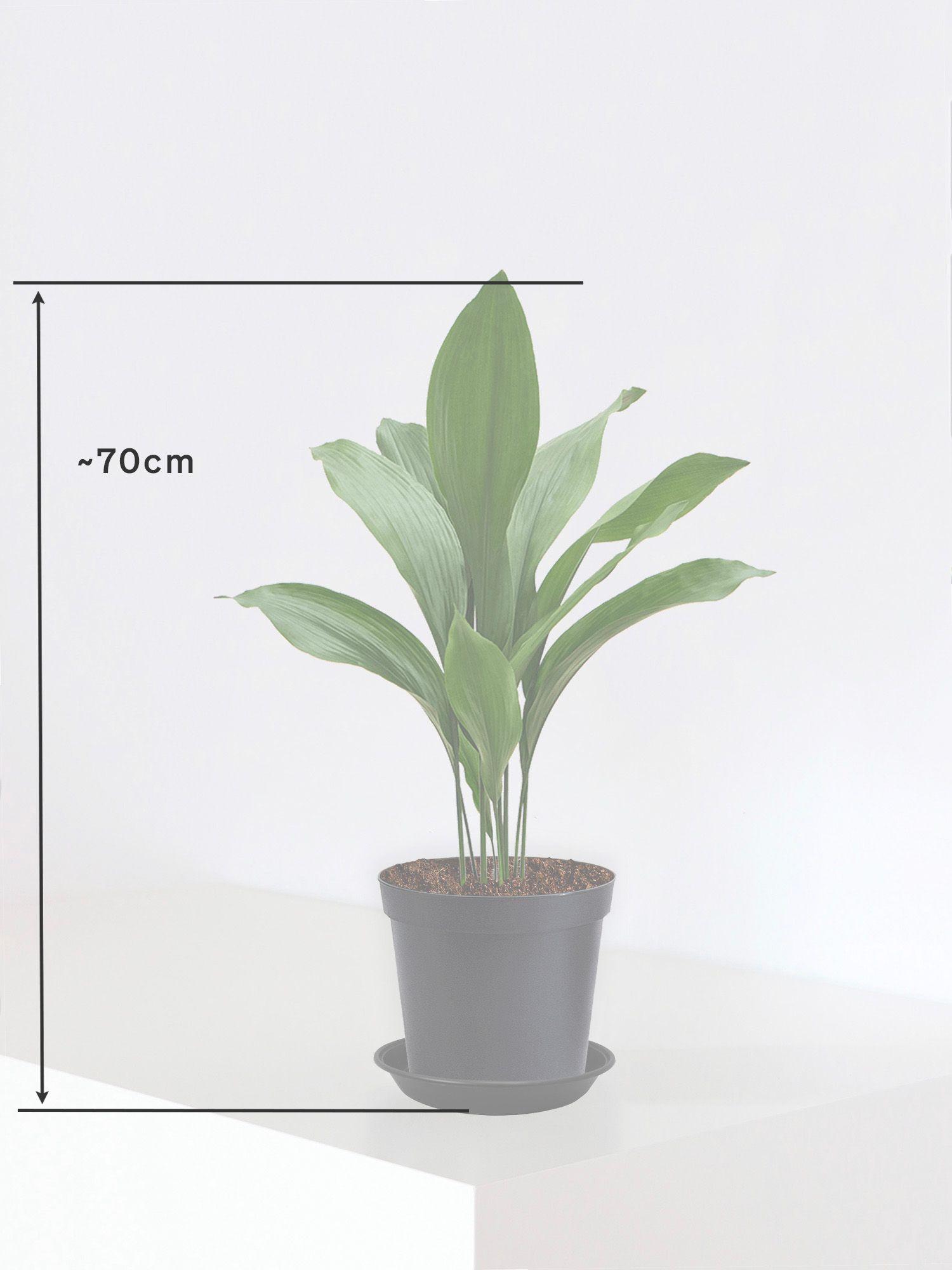 Aspidistra Elatior