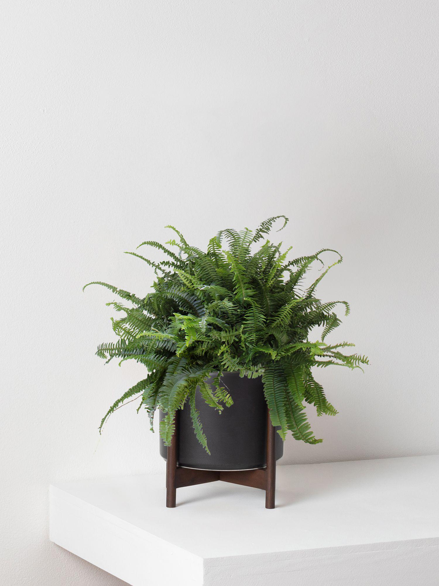 Boston Fern - Black Mid-Century Ceramic & Dark Wood Stand 