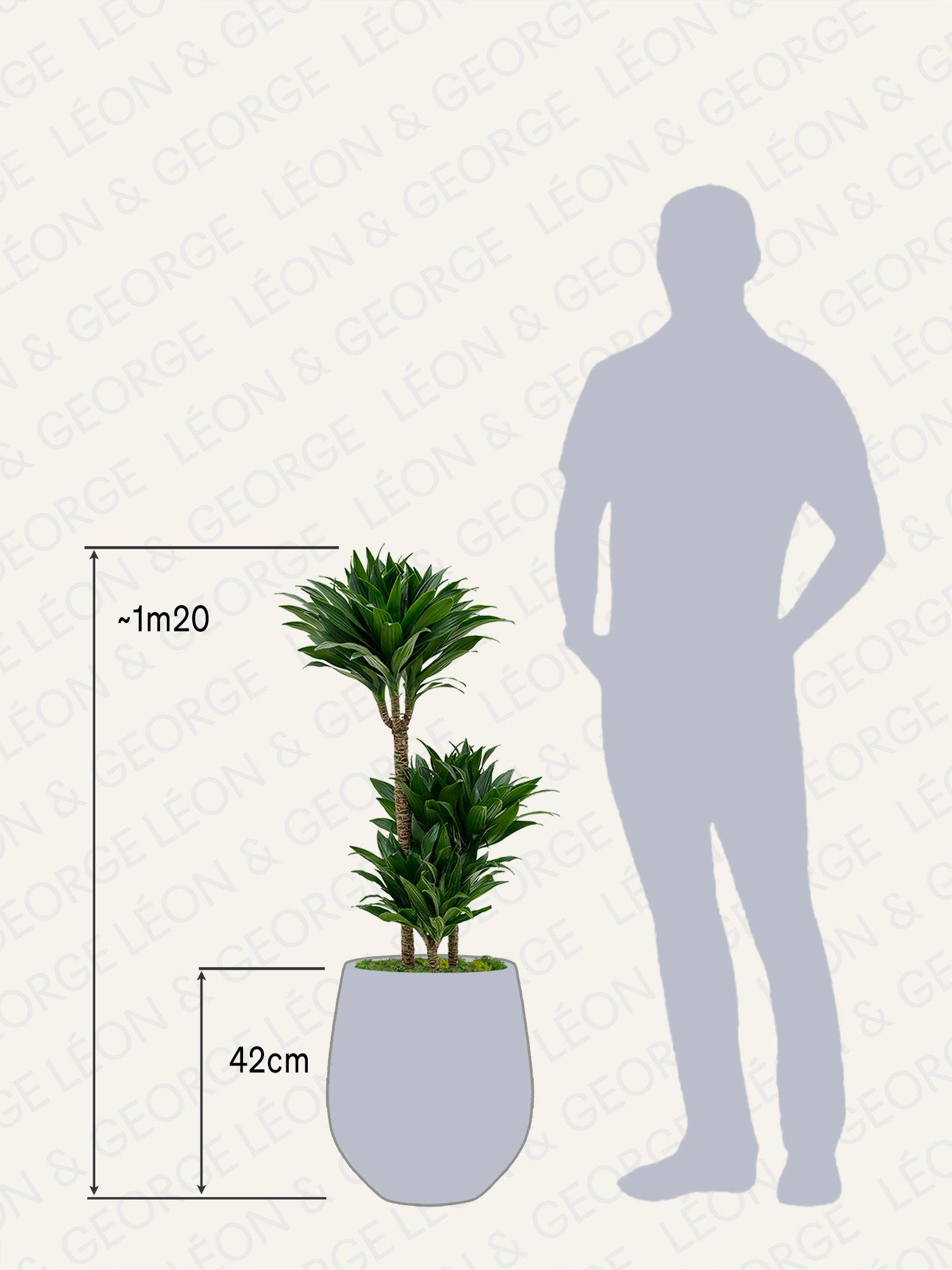 Dracaena Fragrans Compacta