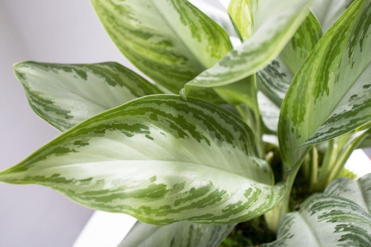 Silver Evergreen - Scandinavian