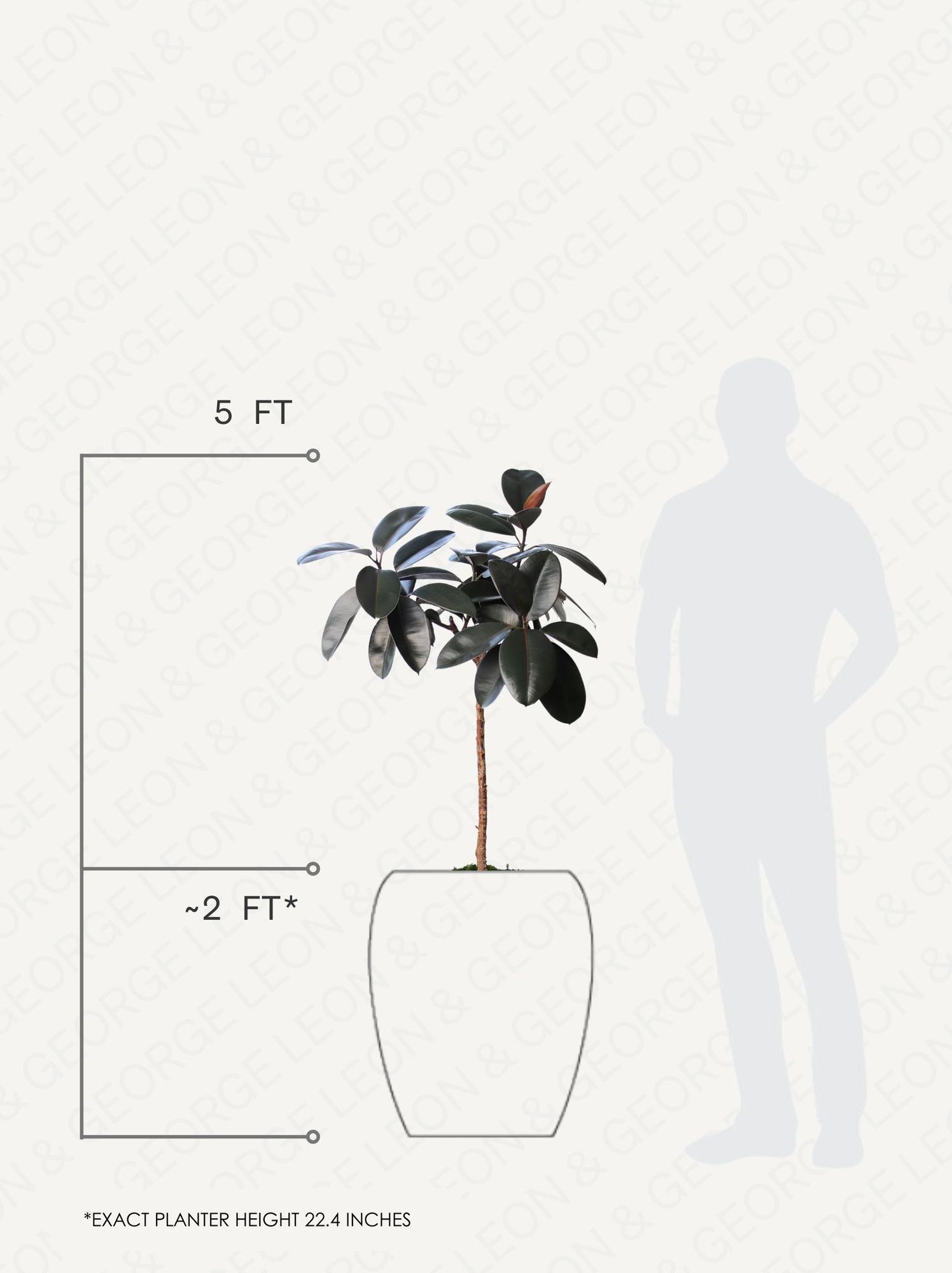 Rubber Tree 