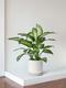 Dieffenbachia