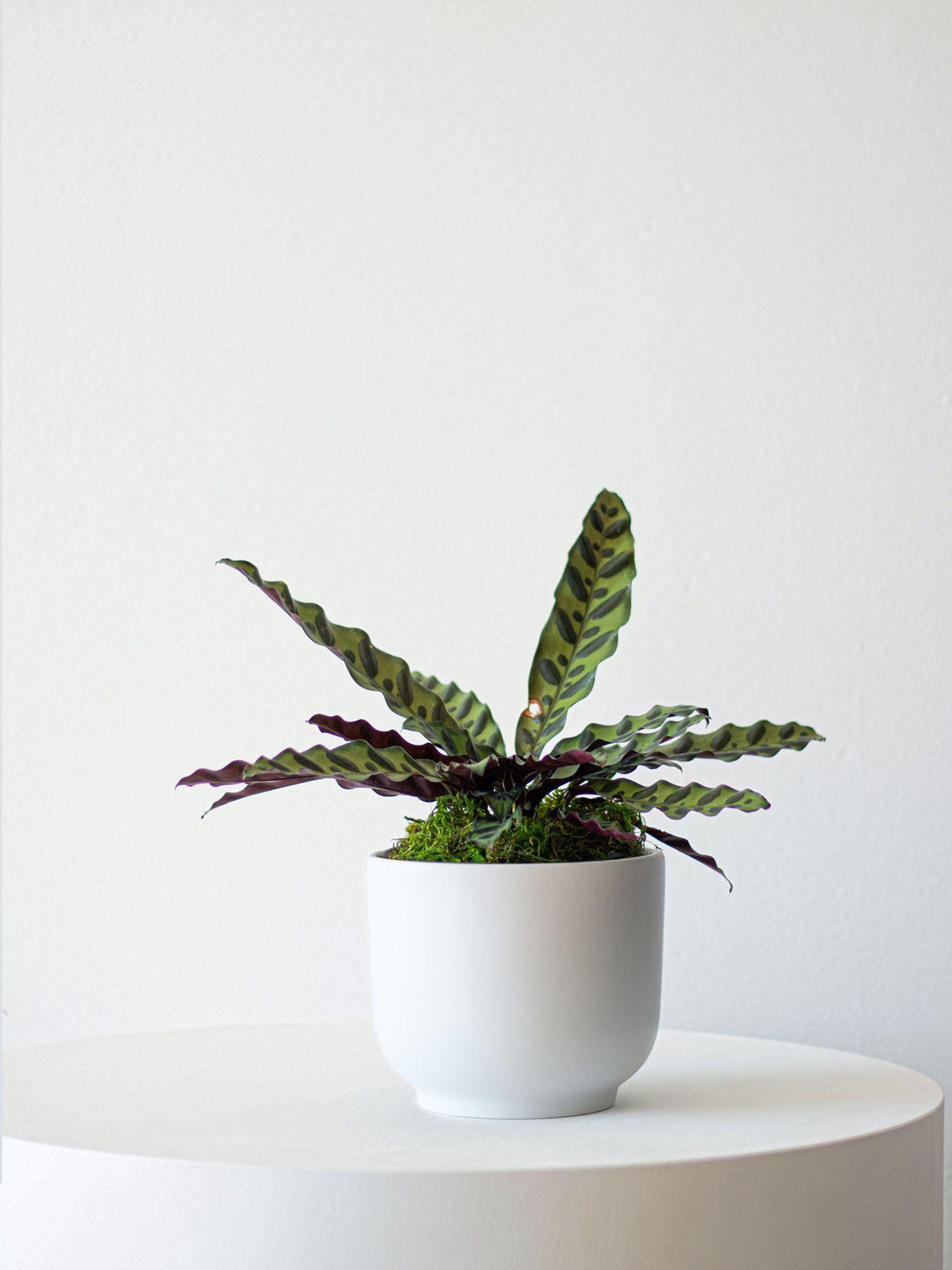 Calathea Rattlesnake