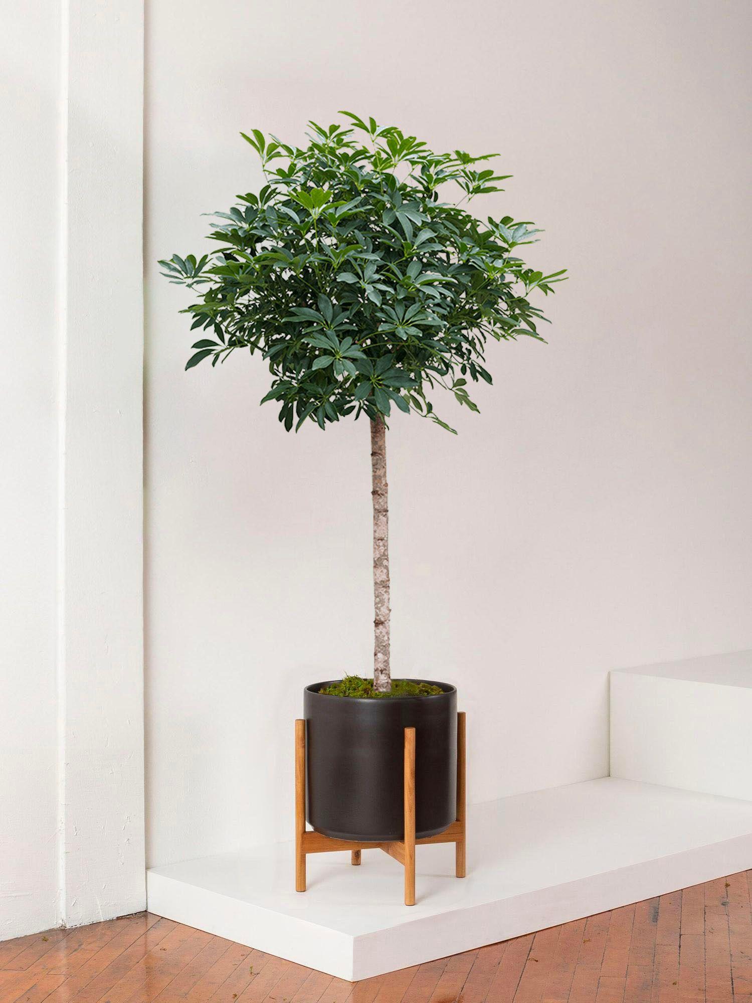 Arbre Schefflera