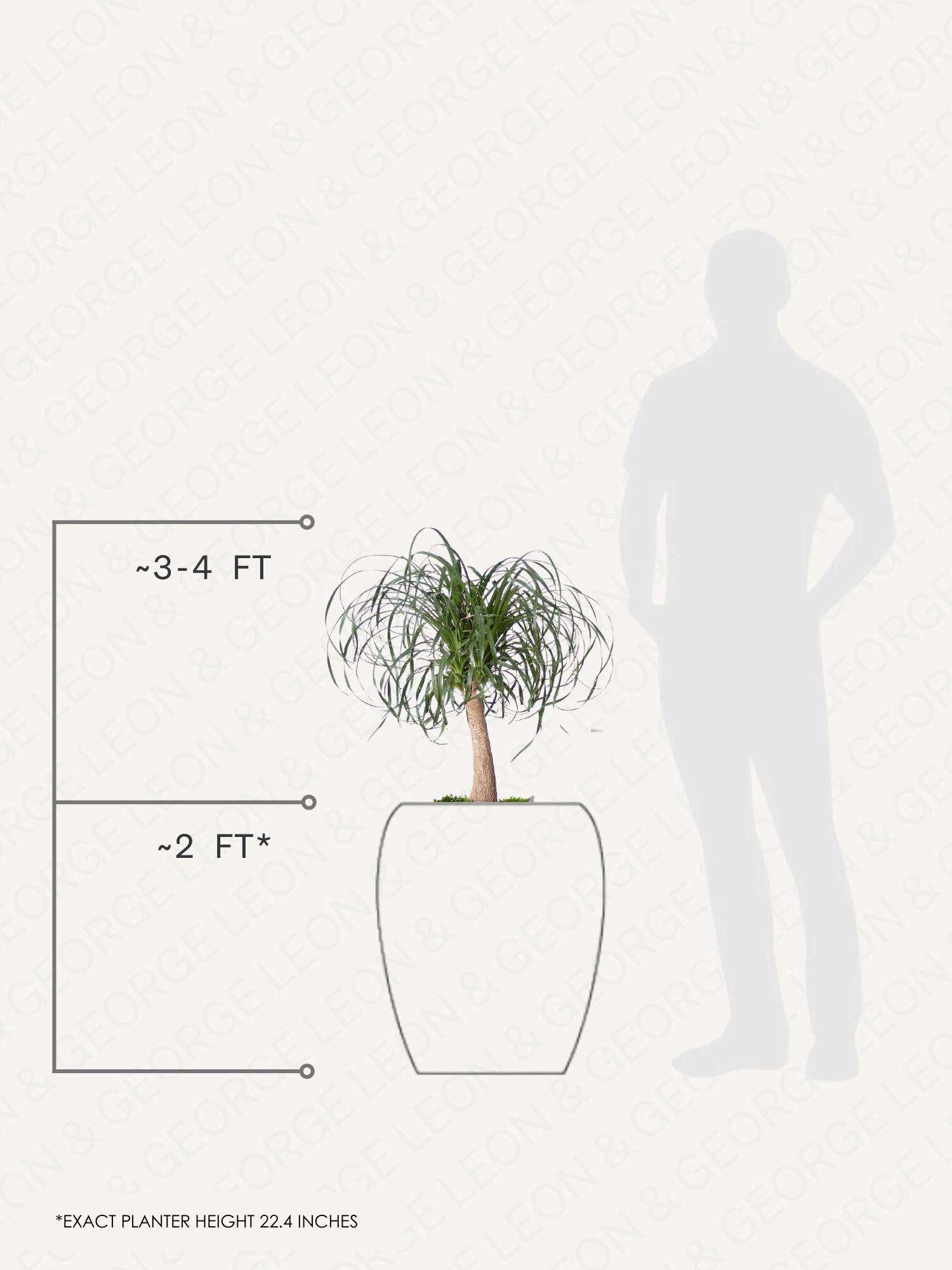 Ponytail Palm