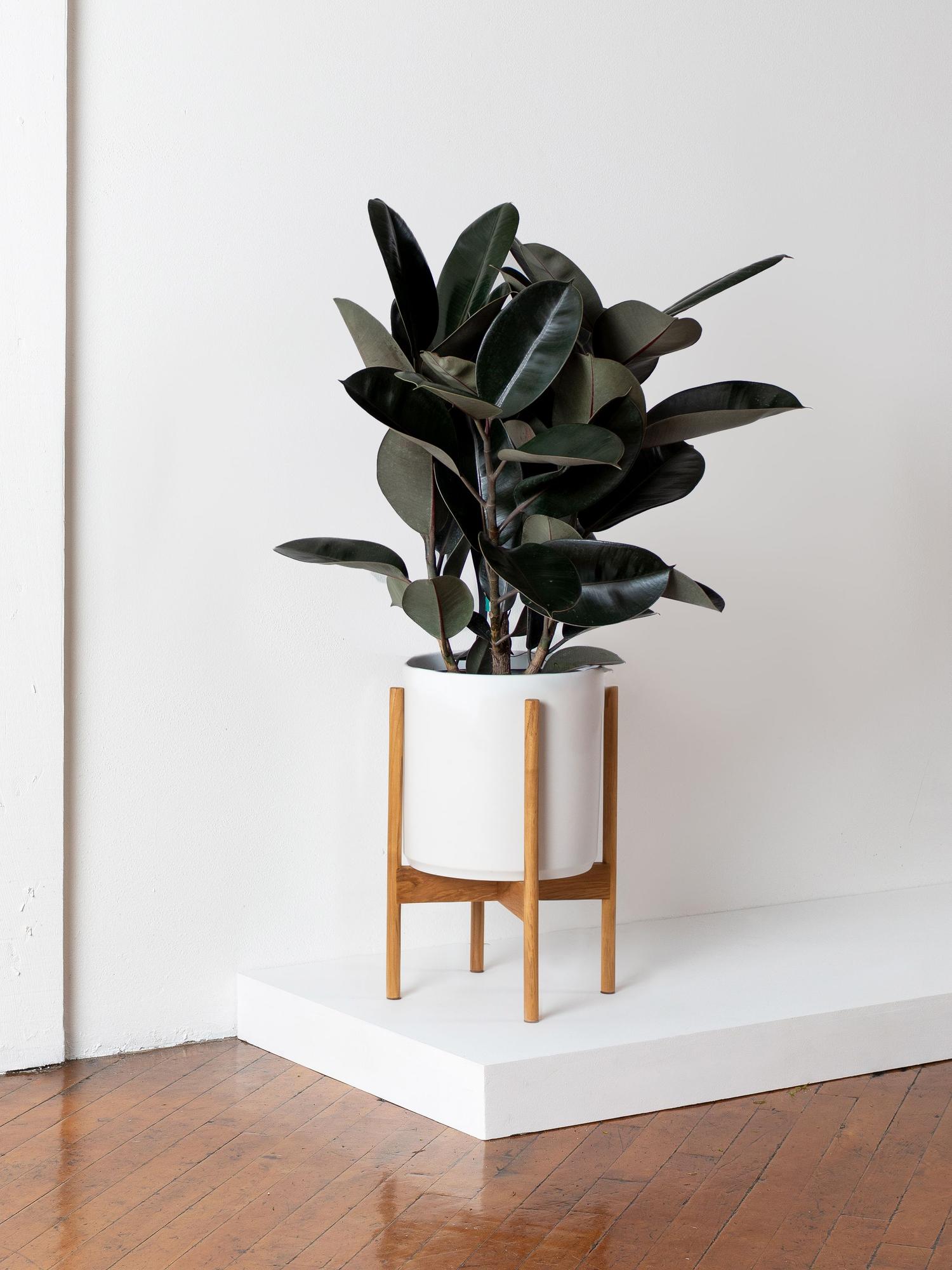 Rubber Tree - White Mid-Century Ceramic & Light Wood Stand 