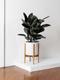 Rubber Tree