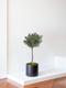 Olive Tree