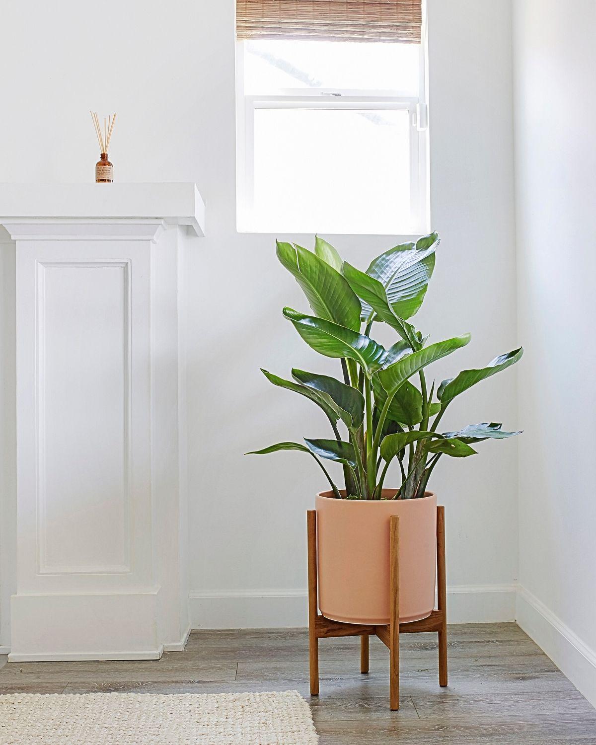 Bird of Paradise