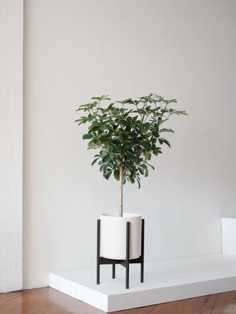 indoor plants picture