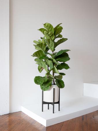 indoor plants picture