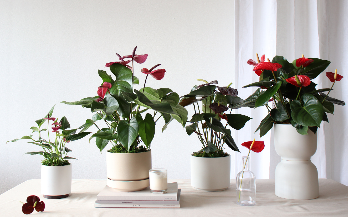 A Gift That Grows