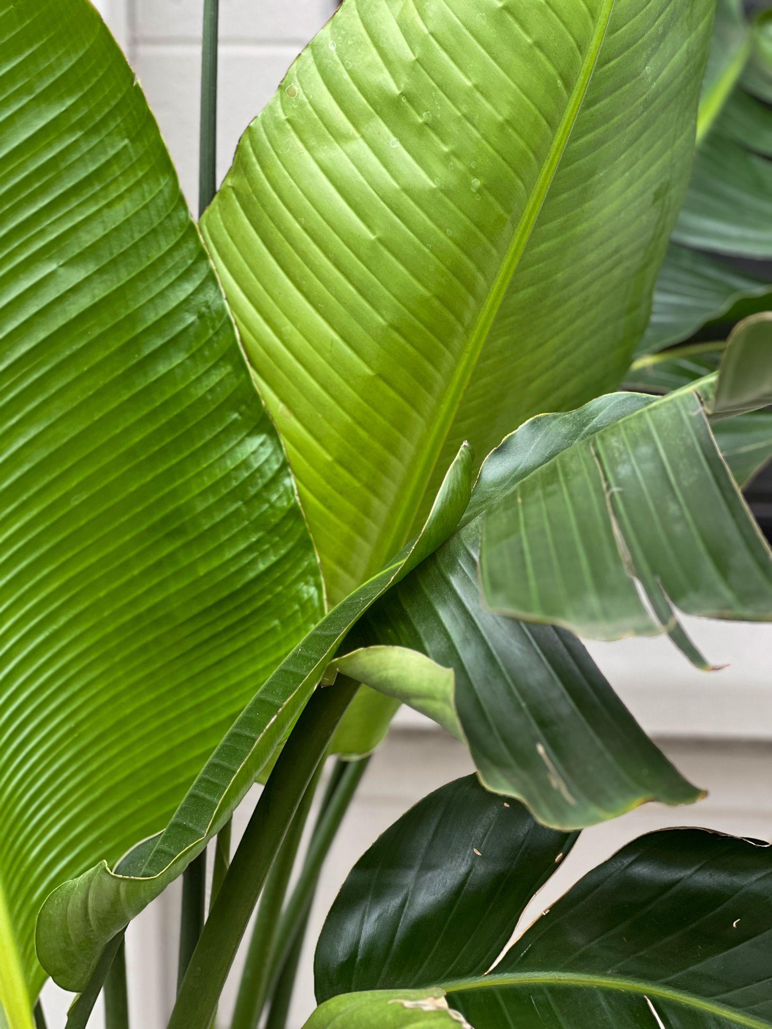 Bird of Paradise