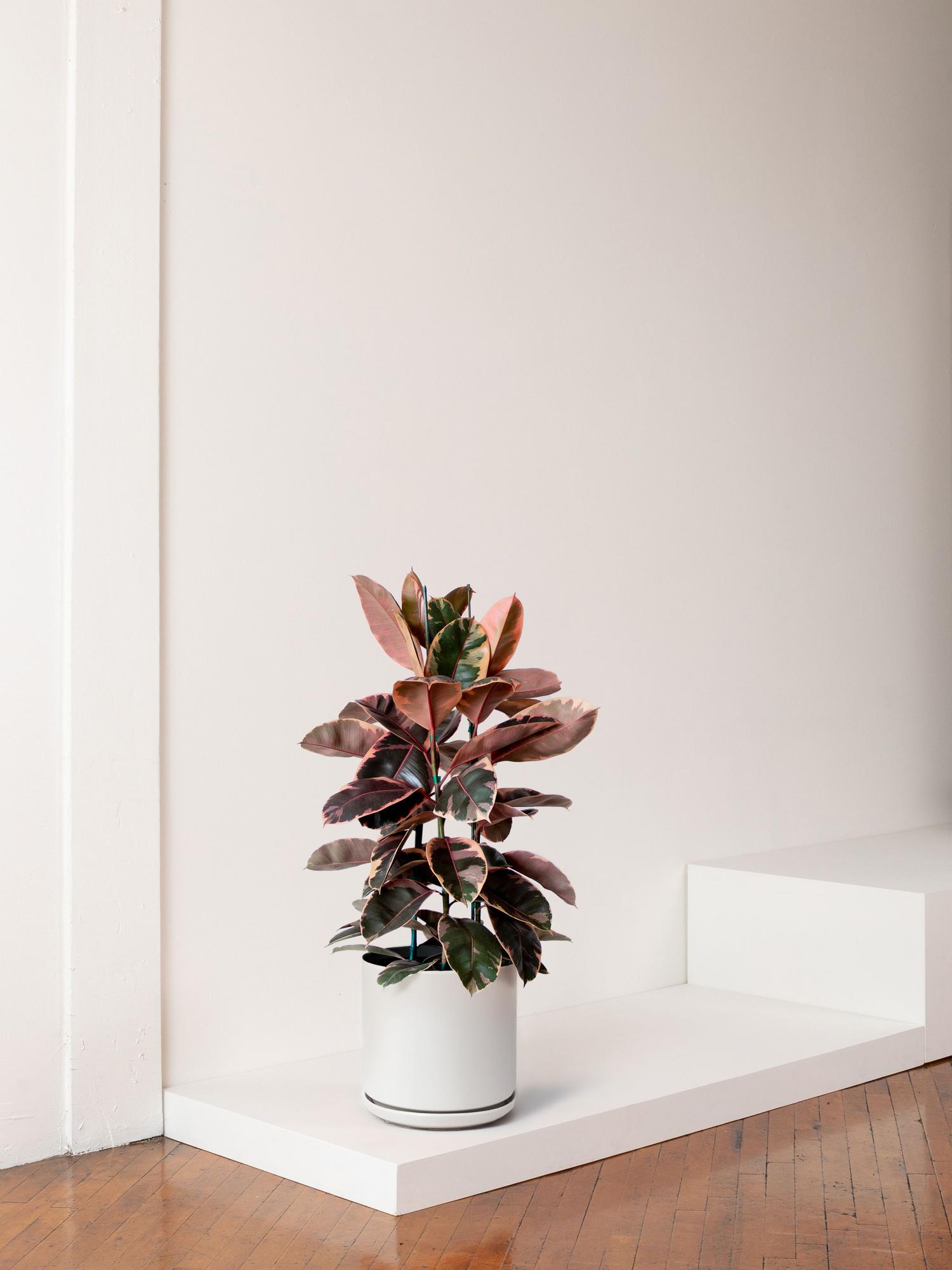 Ruby Rubber Tree