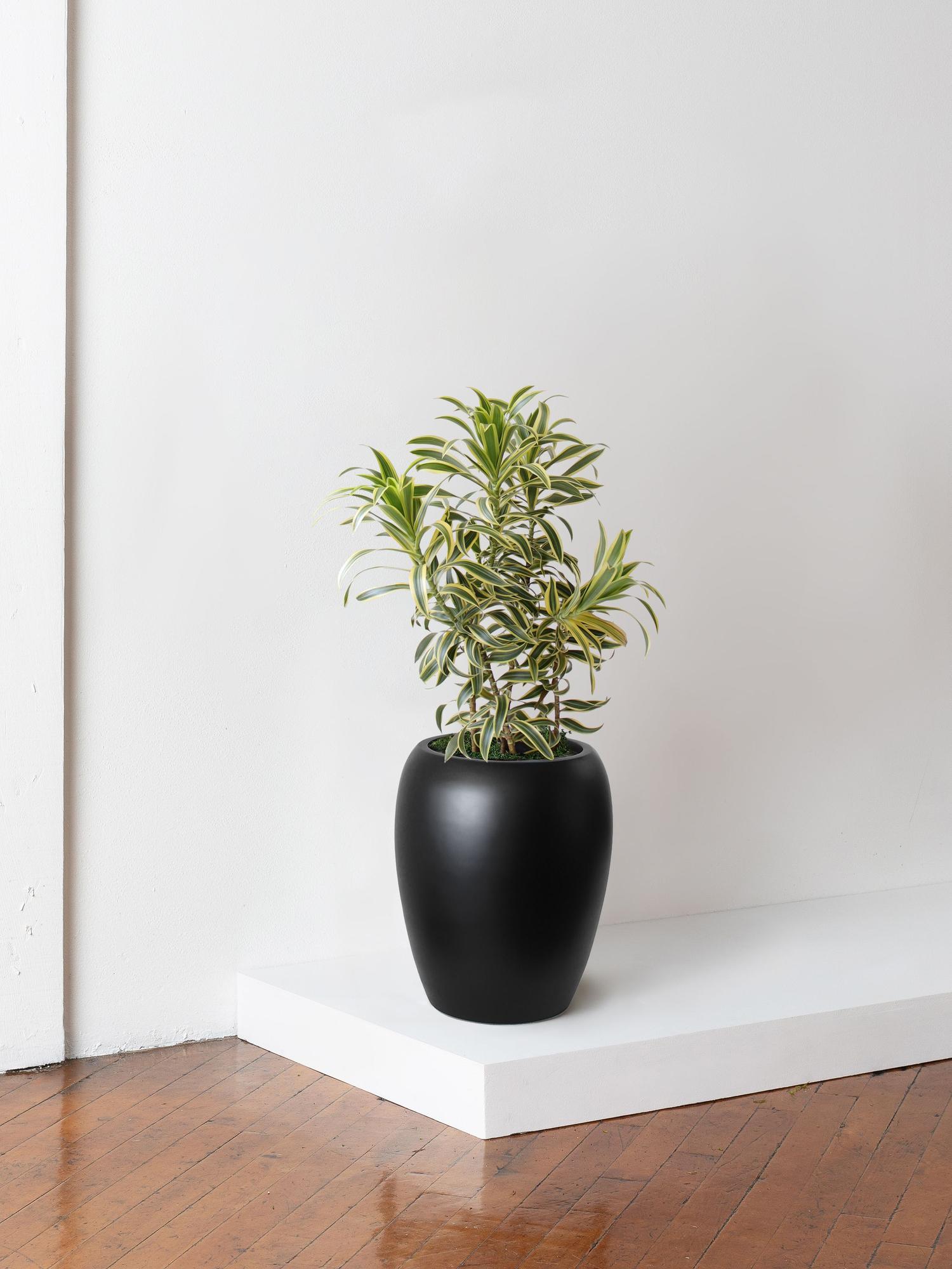 Dracaena Song of India