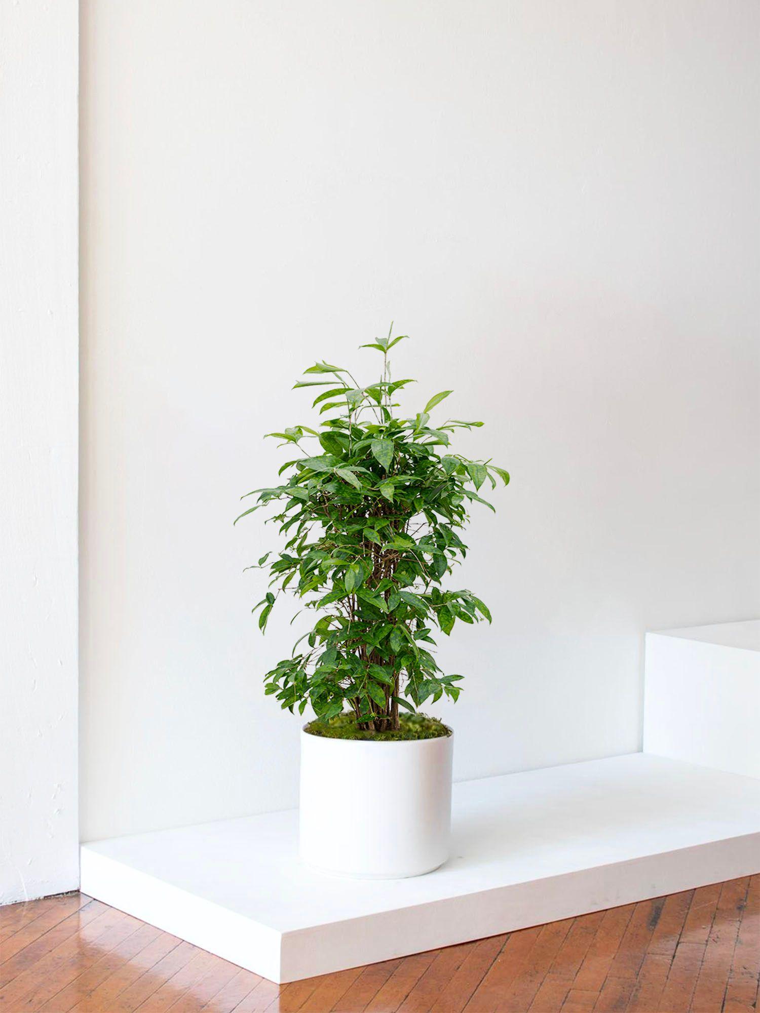 Dracaena Balsamique