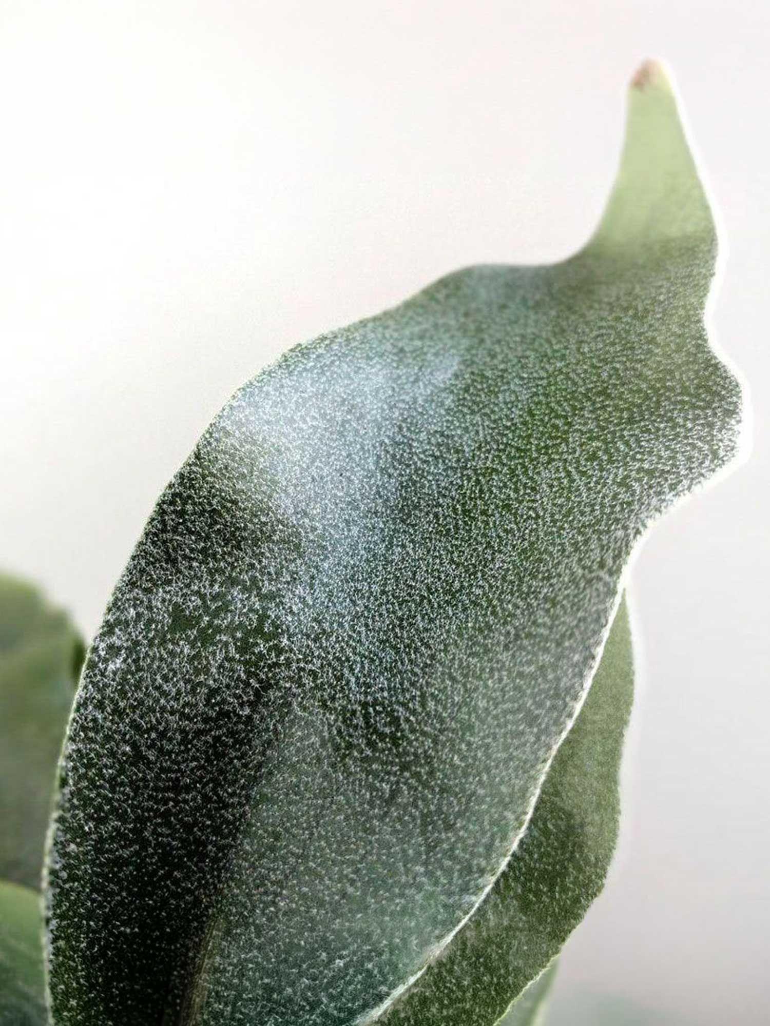 Staghorn Fern