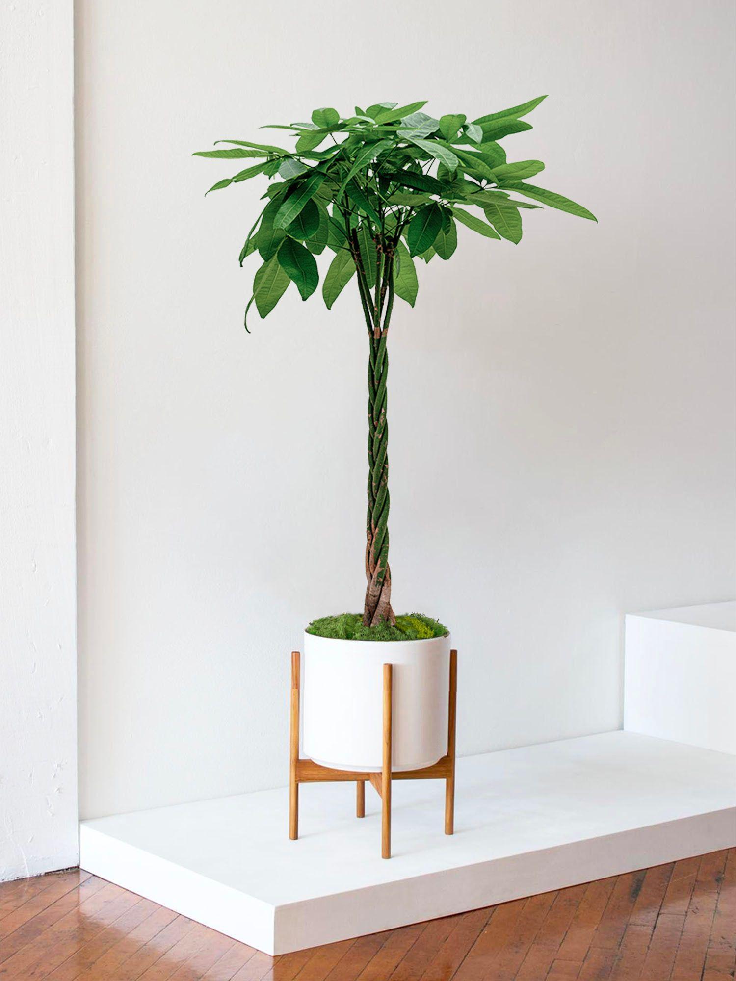 Pachira Aquatica - Le 32 - Velvet blanc mid-century Jatoba H 