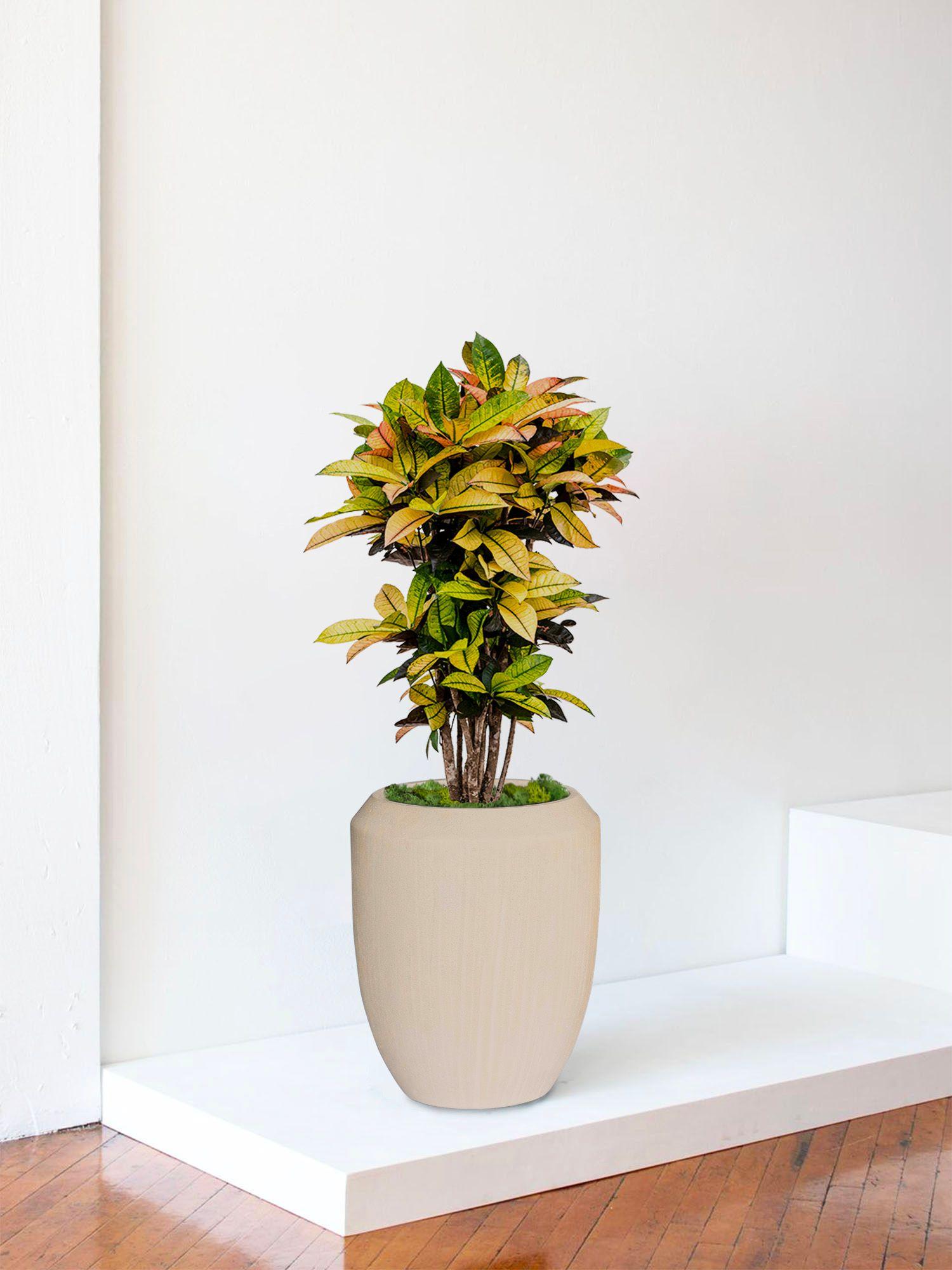 Croton Miss Iceton - Le 30 Signature - Vesta calcaire 