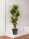 Dracaena Marginata
