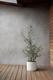 Olive Bush