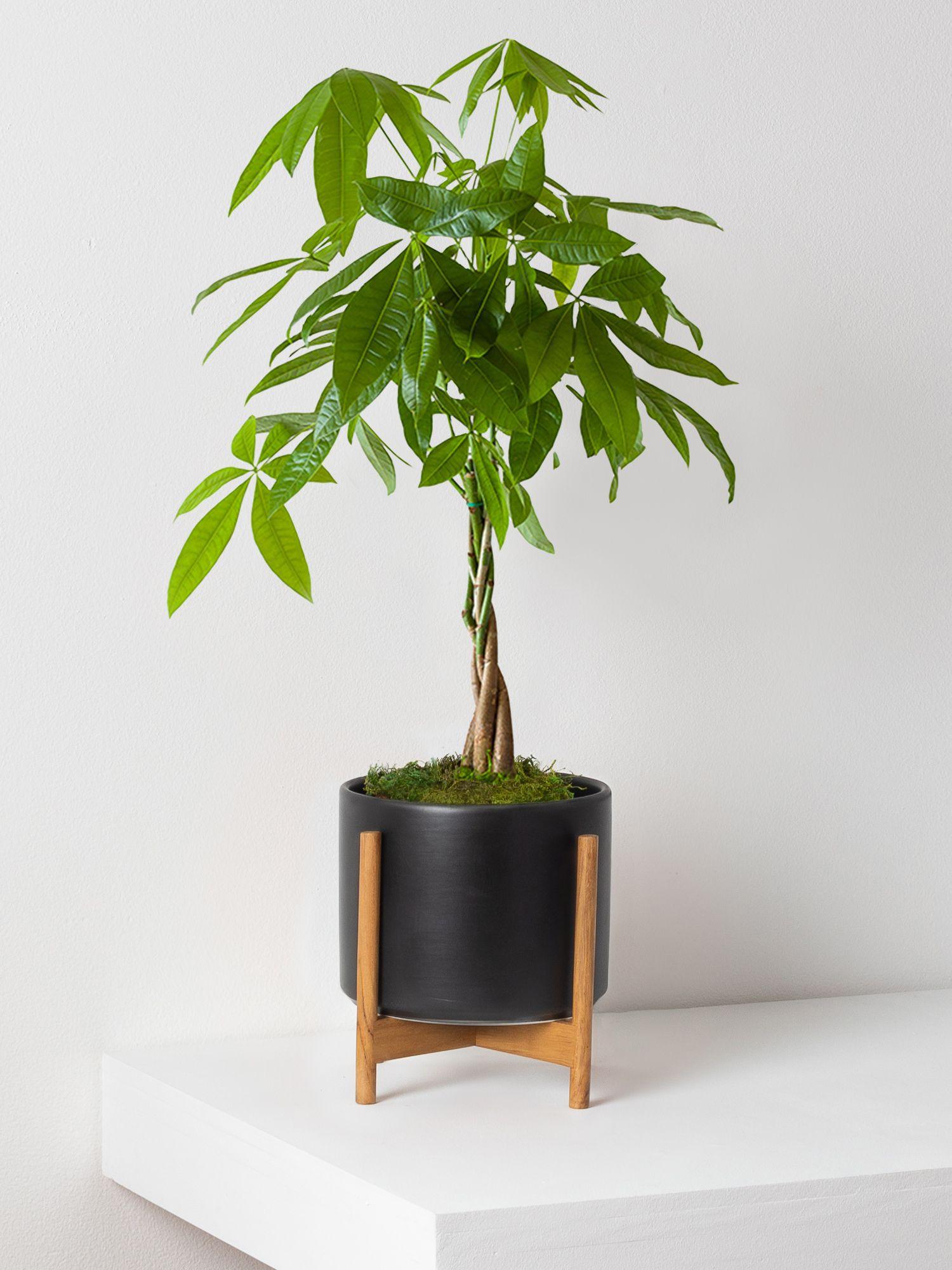 Braided Money Tree - Black Mid-Century Ceramic + Light Wood Stand 